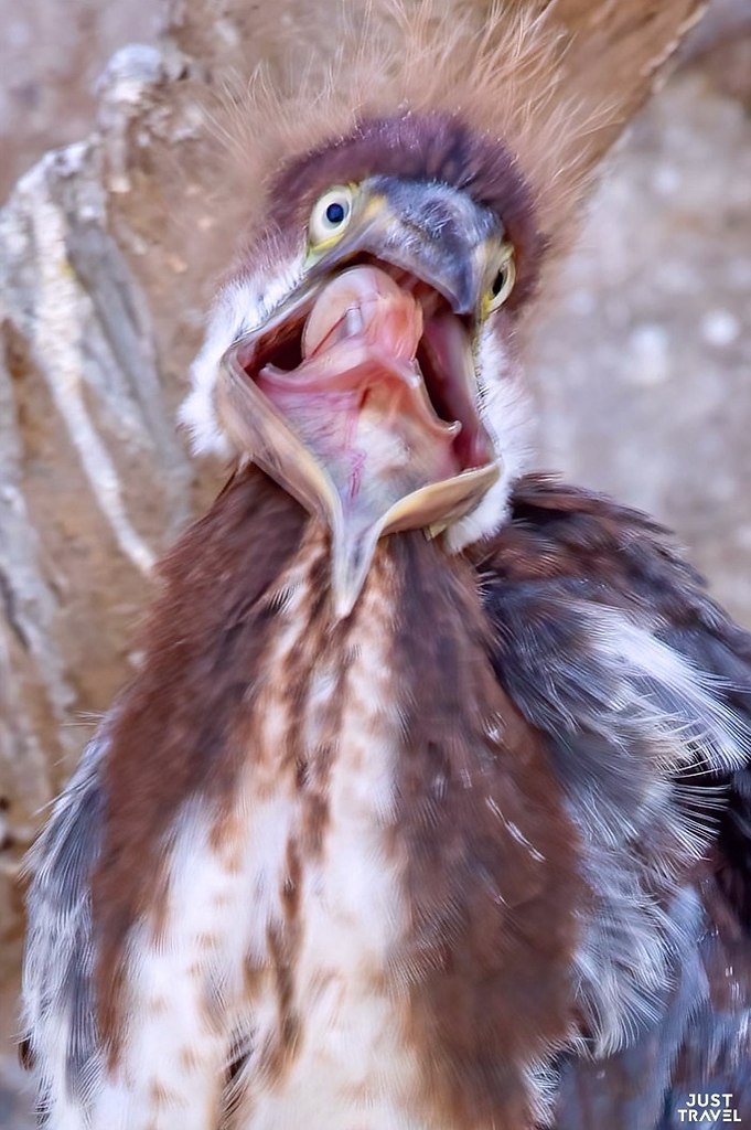 eae, o cee  aae oopa o ppo.  oopao o ppo,  o ... - 5