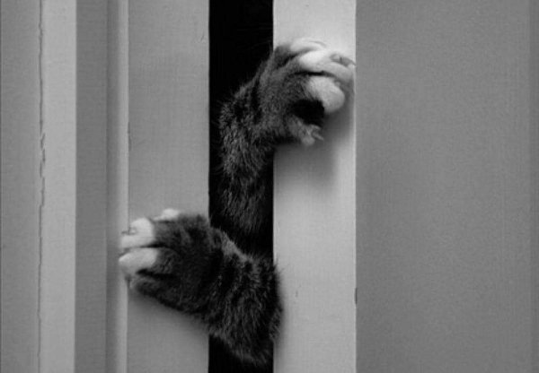 ПРО КОТА СЕМЁНА.На отдых в деревню мы привезли с собой из Москвы кота Семена. В деревне у кота ...