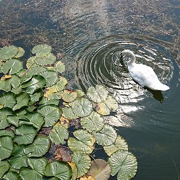 ����, ������, 41 ���