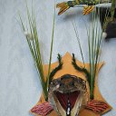 ���� �� 4.8 �� �� ������� ���� ������