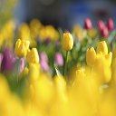 ���� ��������, �����-���������, 60 ��� - ��������� 8 ����� 2022 � ������ ������ ��������