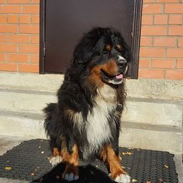 ����, ������, 61 ���