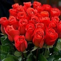 Roba, ����, 61 ���