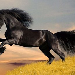 Rus, ������, 48 ���
