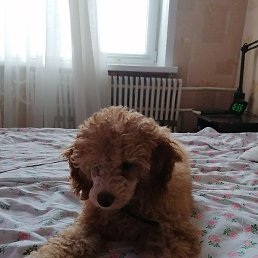 ������, ������, 54 ����