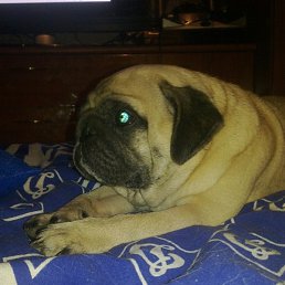 ������, ������, 55 ���