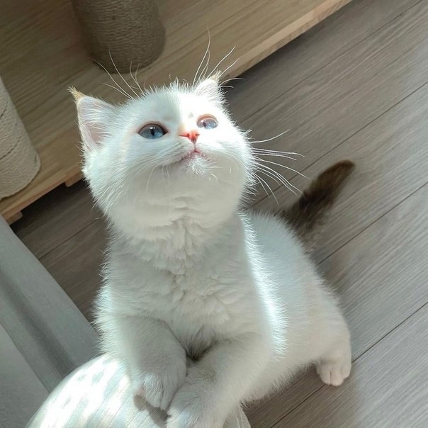 Пришёл кот, говорит: — Гладь. Я говорю: — Лень. Отстань. Кот говорит: — Я неглаженый, как рубашка! ...