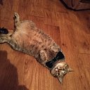 ���� ���������, ���, 38 ��� - ��������� 26 ������ 2023 � ������ ���� ����������