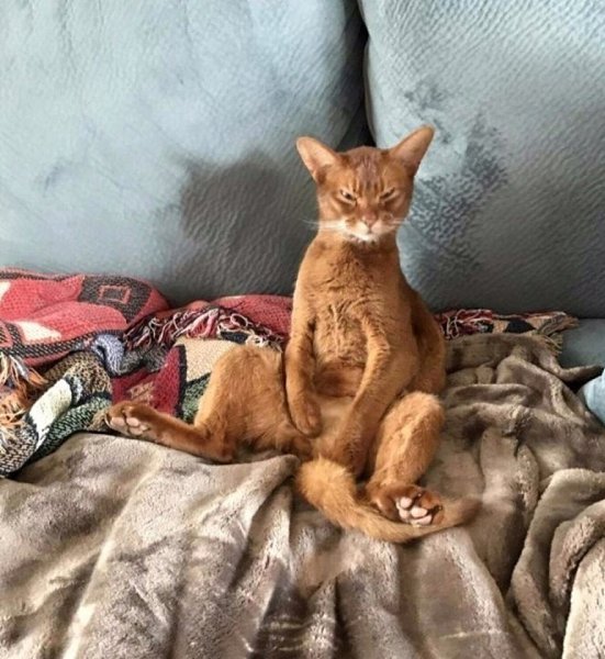 Разбудить кота раньше чем он тебя.. НЕ возможно! Сделано!!! - 2