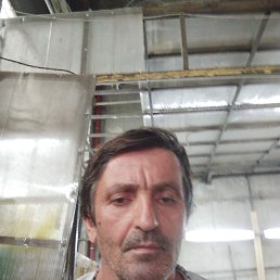 , 51 , 