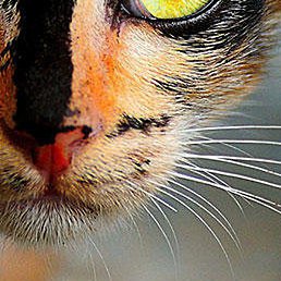 ��������, �����, 48 ���