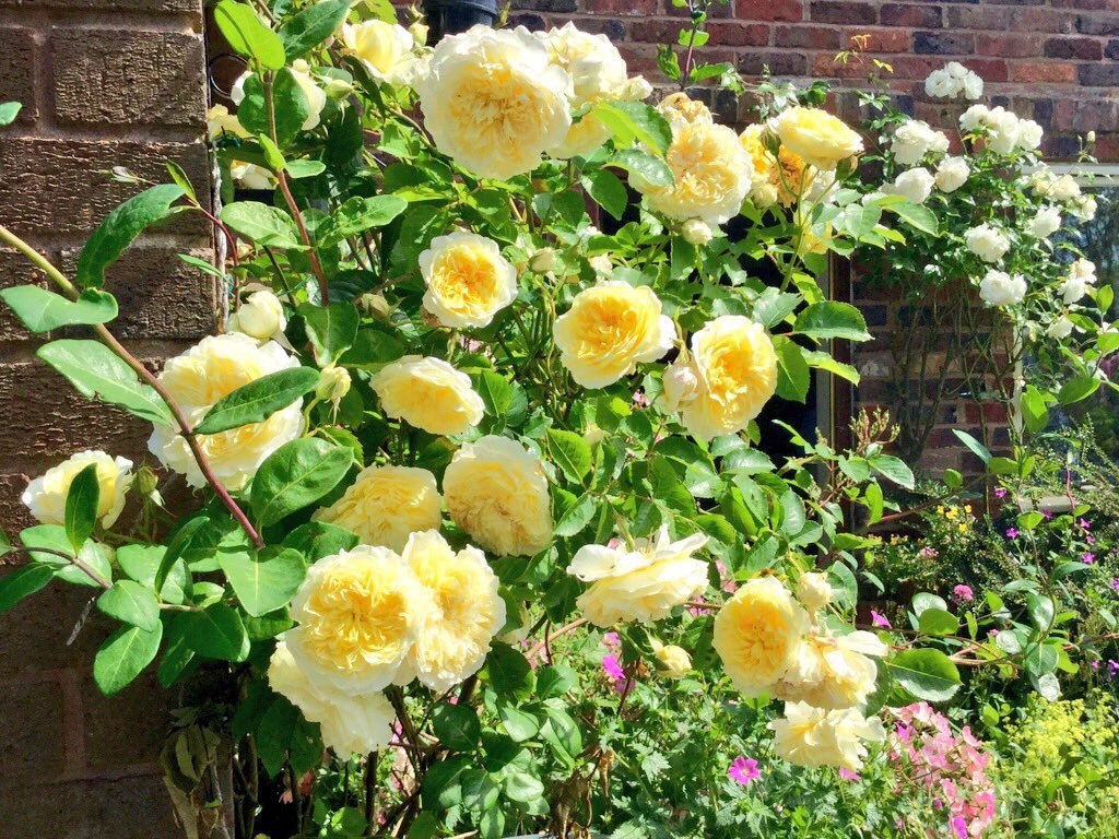 Роза английская «Пилигрим» (Rosa 'The Pilgrim'). У этого сорта особенно красивые цветки. ...