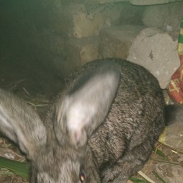 ���� ����������, �����-���������, 22 ���� - ��������� 21 ������� 2022