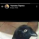 ���� �����, ������, 49 ��� - ��������� 9 ������ 2023 � ������ ���� ����������