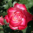 ���� �������, ��������, 67 ��� - ��������� 13 ������� 2022 � ������ ���� ����������