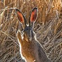 ���� ���, �������, 60 ��� - ��������� 1 ������ 2022 � ������ ������ ��������