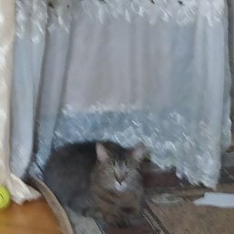 ���������, ������, 42 ����