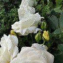 ���� �������, ������ ��������, 62 ���� - ��������� 12 ������� 2022