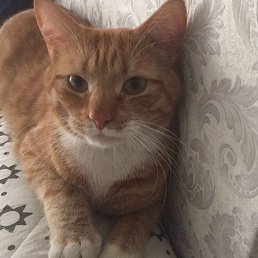 �������, ������, 49 ���