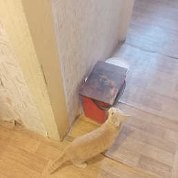 ���� �����, �����, 43 ���� - ��������� 7 ������� 2022