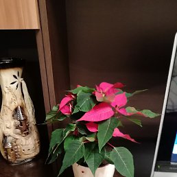 Po__, ������