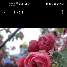 �������, ���