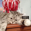 ���� ������, ������, 43 ���� - ��������� 27 ������ 2022