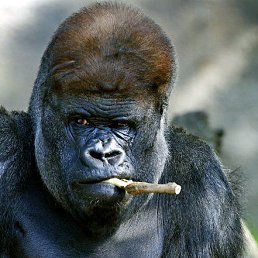 ���� �����, ������, 46 ��� - ��������� 17 ������ 2023