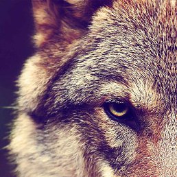 �����, �����, 32 ����