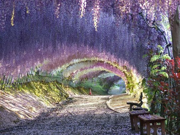 ������ , ���� Kawachi Fuji. ���� Kawachi Fuji � �������� ������ �������� �������� ������������� ... - 4