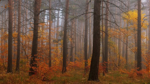 И. А. Бунин.Незримо по лесам поёт и бродит осень...Темнеет день за днём, — и вот опять ...
