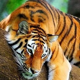 �������, ������, 39 ���