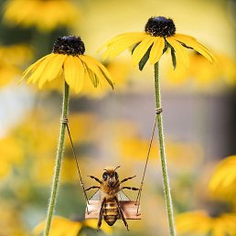 �������, ������, 49 ���