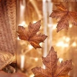 ������, �������, 50 ���