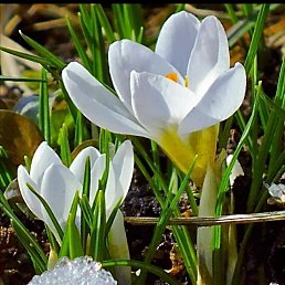 ���� ��������, ������, 63 ���� - ��������� 18 ����� 2022