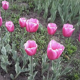 ������, ������, 61 ���