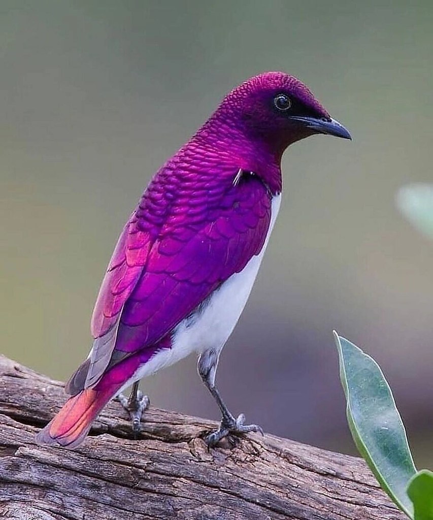 ����� ���������� ������ ��������... (����������� �������������� �������)