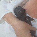 ���� Shia, �����-���������, 48 ��� - ��������� 27 ������� 2022 � ������ ���� ����������