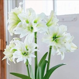 ���� Ira, �������, 57 ��� - ��������� 24 ������� 2022