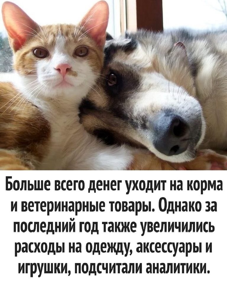 Скорость кошки и собаки. Песенка про дружбу собаки и кота.