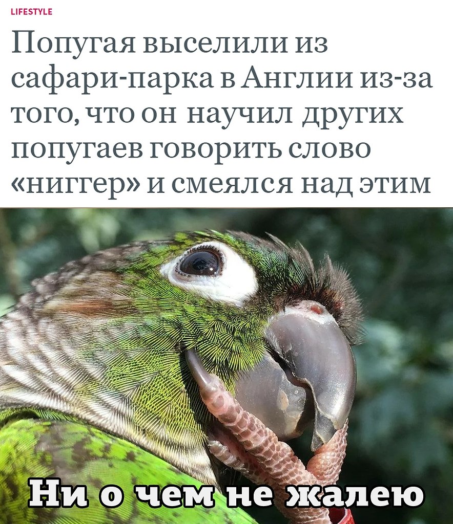Лишнее слово попугай мой клей лишай. Продолжительность жизни попугая. Текст найди лишнее. Лишнее слово попугай мой клей лишай. Как научить волнистого попугая разговаривать.