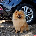 ���� ��������, �����-���������, 65 ��� - ��������� 15 ��� 2022 � ������ ���� ����������