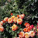 ���� �����, ������ ��������, 69 ��� - ��������� 25 ������� 2022