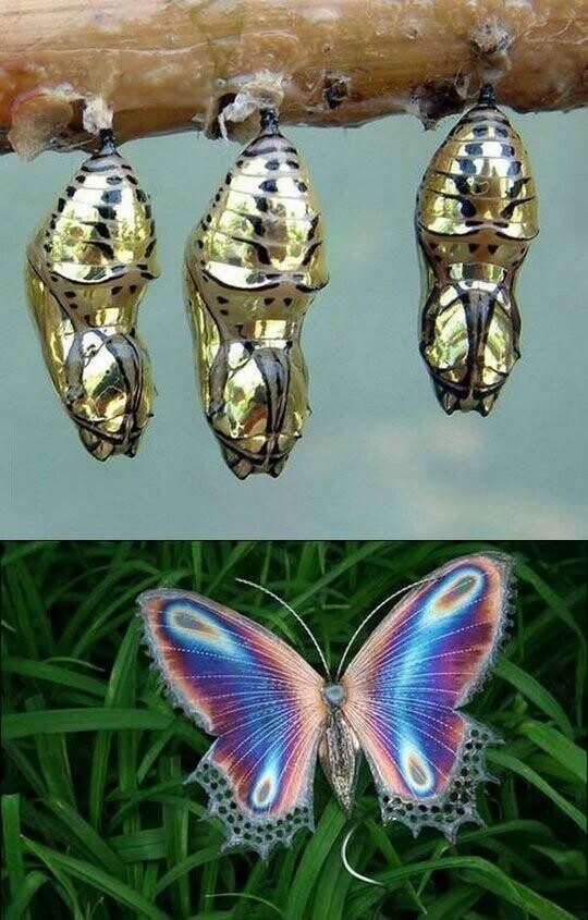       Polymnia Mechanitis