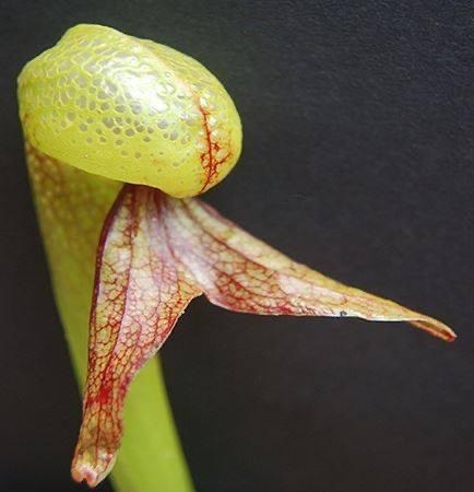   (DARLINGTONIA).    ,   ... - 2