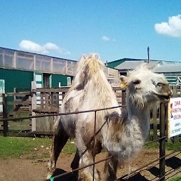 ���� �����, �����������, 62 ���� - ��������� 4 ������ 2023