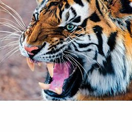 �������, �����, 45 ���