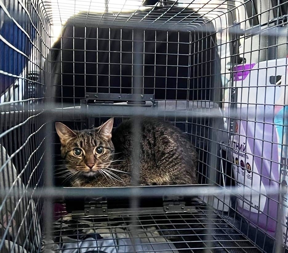 В Мурино прошла целая операция по спасению кота. Котик находился больше недели один в запертой ...