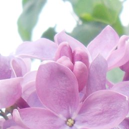 �������, ������, 65 ���