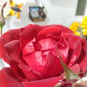 ���� Irena, ��������� - ��������� 23 ������� 2022 � ������ ���� ����������